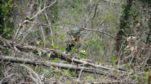 DSCF0073.jpg (737539 バイト)