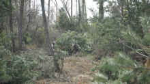DSCF0114.jpg (819939 バイト)