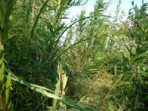 DSCF1342.JPG (1362382 バイト)