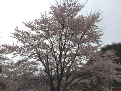 IMG_2433.JPG (2381076 バイト)