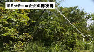 3rd_game-13.JPG (329166 バイト)