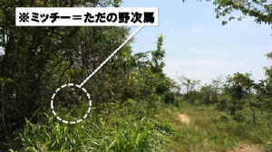 3rd_game-14.JPG (265194 バイト)